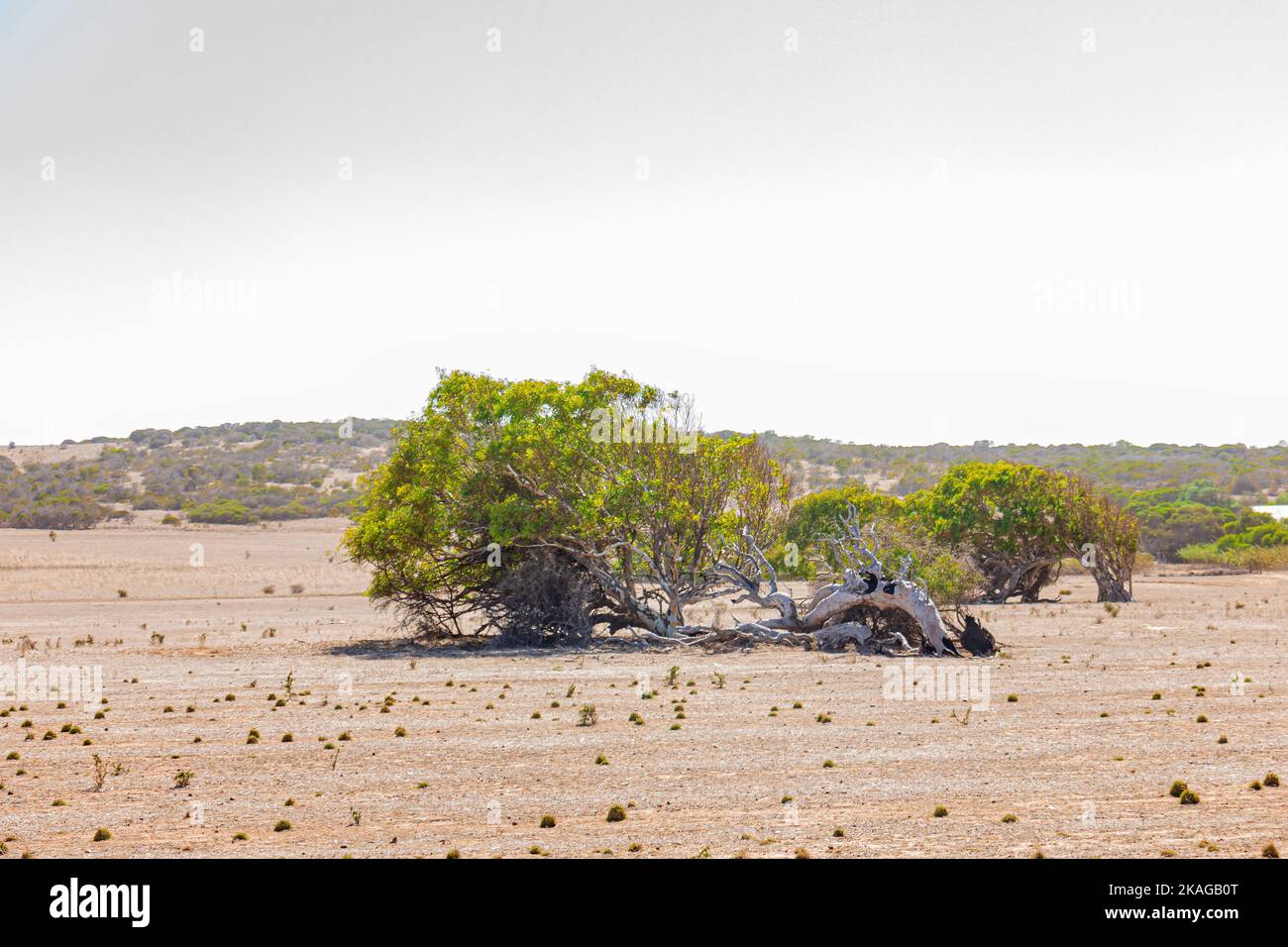 Schiefe Tresse von Greenough in Western Australia, Australien. Stockfoto
