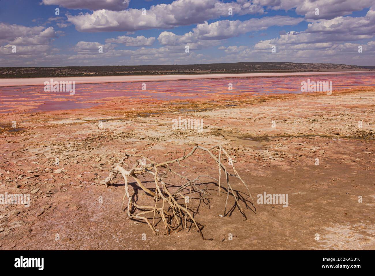 Verdorrter Zweig und rosafarbene Farbtöne auf Salzwasser im Hutt Lagoon Pink Lake in der Region Port Gregory of Kalbarri in Western Australia, Australien. Stockfoto