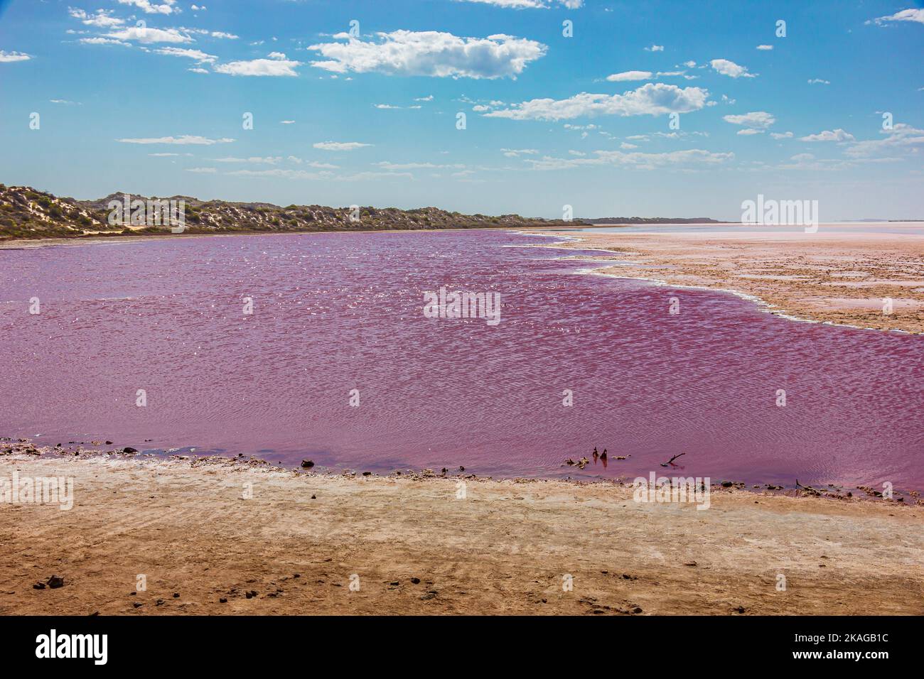 Verschiedene Rottöne auf Salzwasser im Hutt Lagoon Pink Lake in der Region Port Gregory von Kalbarri in Western Australia, Australien. Stockfoto