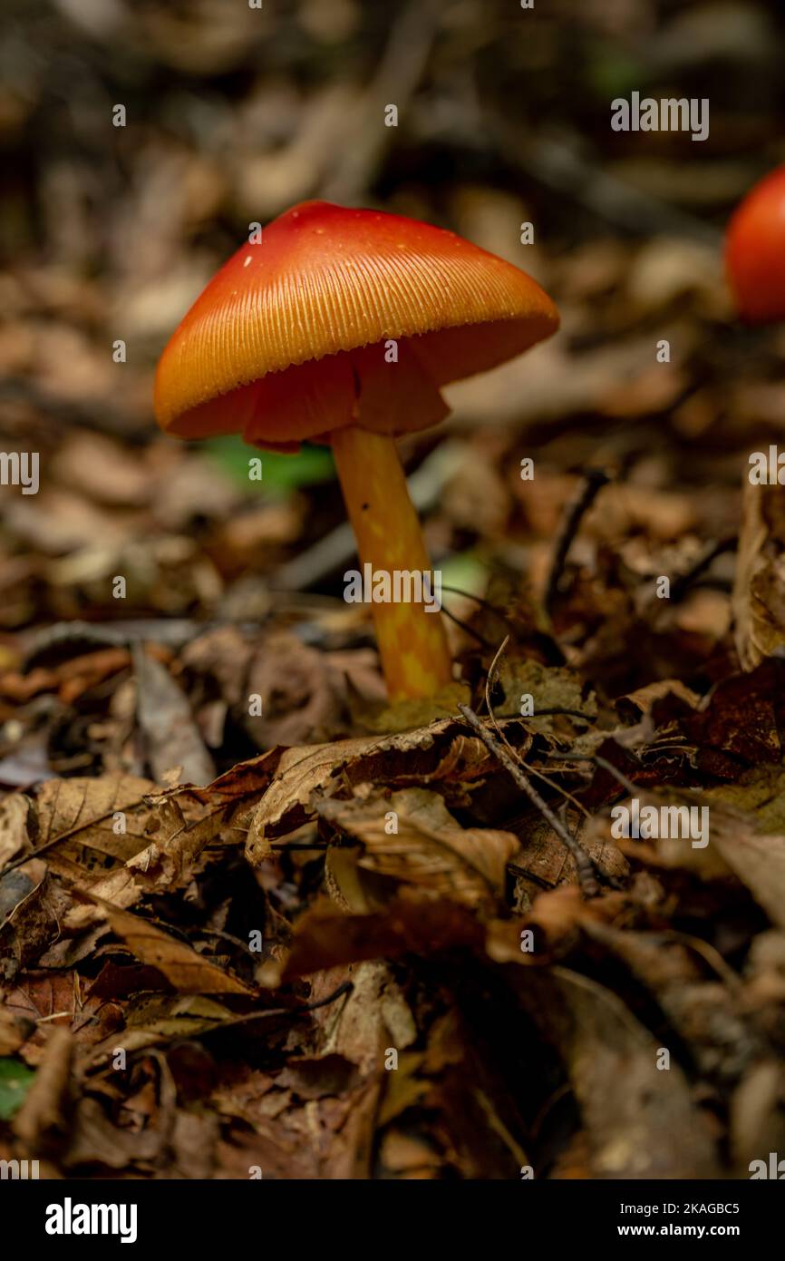 In den Smokies steht ein Sonnenschirm wie ein Pilz hoch in gefallenen Blättern Stockfoto