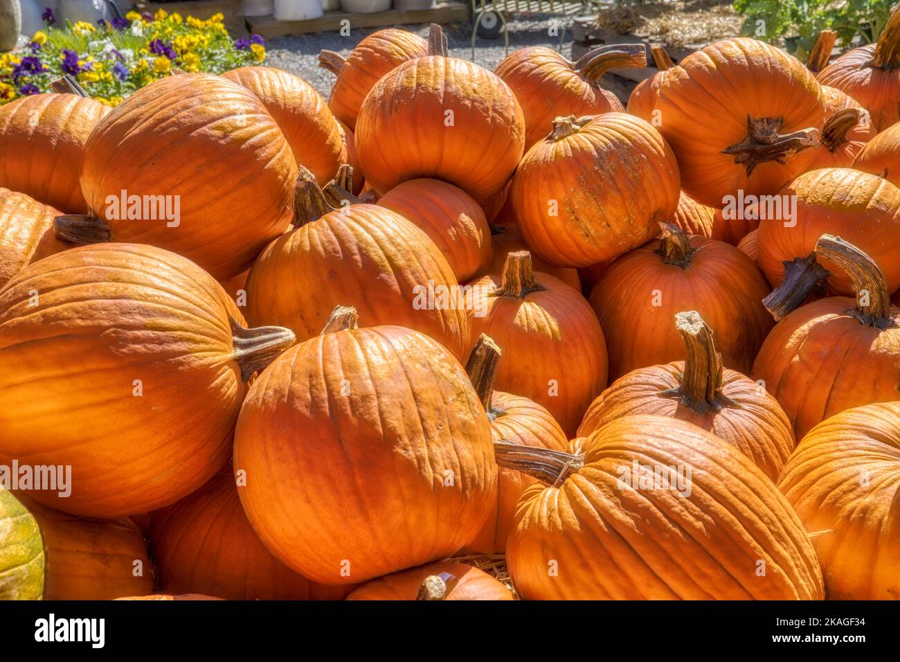 Pumpkins gestapelt in einem Straßenmarkt und Baumschule von Blowing Rock in den Bergen von North Carolina. Stockfoto