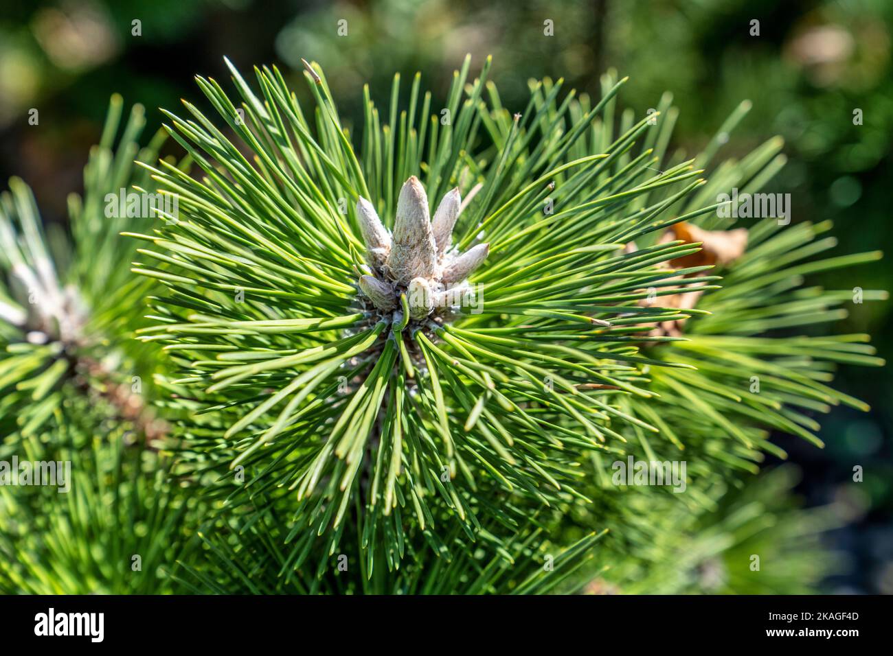 Nahaufnahme einer blühenden Kiefer in einem Markt am Straßenrand und Baumschule von Blowing Rock in den Bergen von North Carolina. Stockfoto