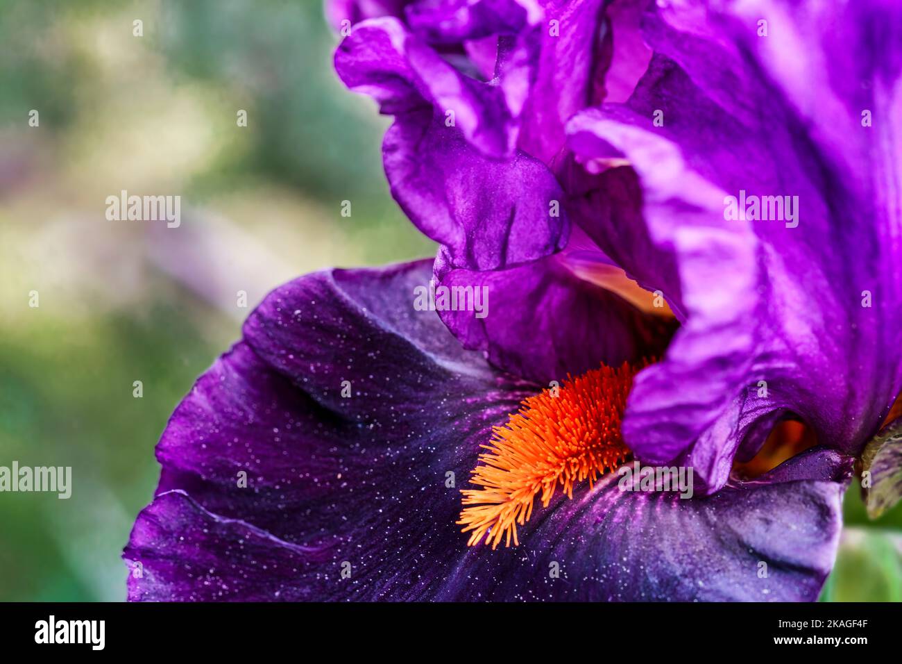 Detail der purpurnen Iris, die im Hof in den Bergen von Fleetwood in North Carolina blüht. Stockfoto