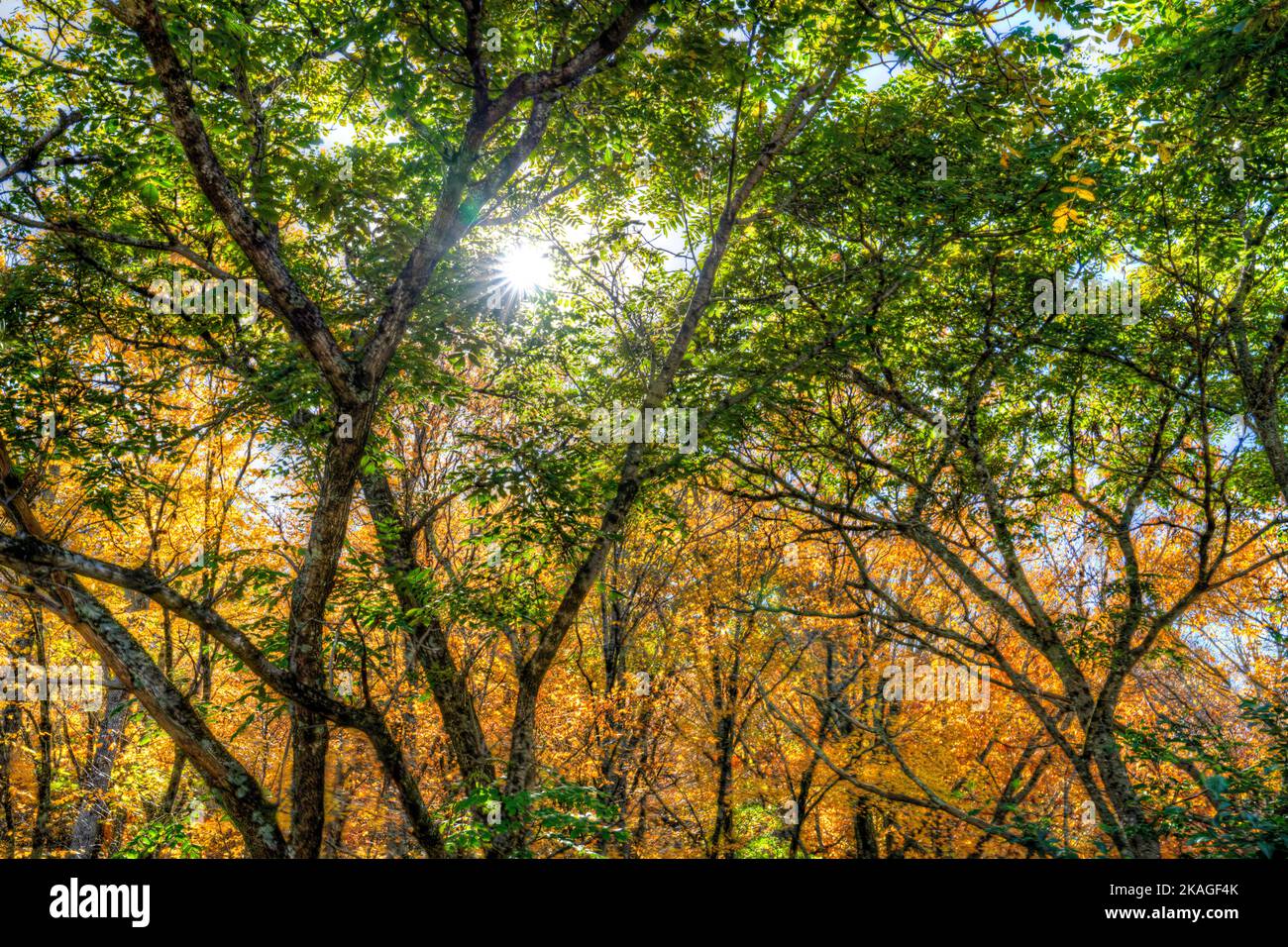 Die Herbstsonne kommt durch die Bäume in der Nähe eines Straßenmarktes und Baumschule von Blowing Rock in den Bergen von North Carolina. Stockfoto