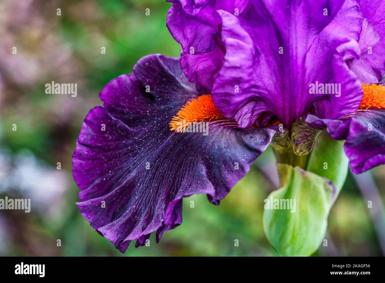 Detail der purpurnen Iris, die im Hof in den Bergen von Fleetwood in North Carolina blüht. Stockfoto