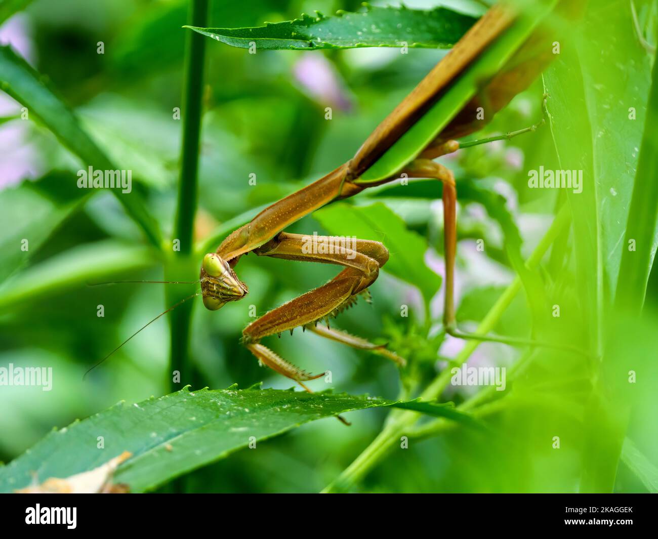 Chinesische Mantis auf der Jagd. Diese Mantis ist nicht in Nordamerika beheimatet und wird von einigen als invasive Spezies angesehen. Stockfoto