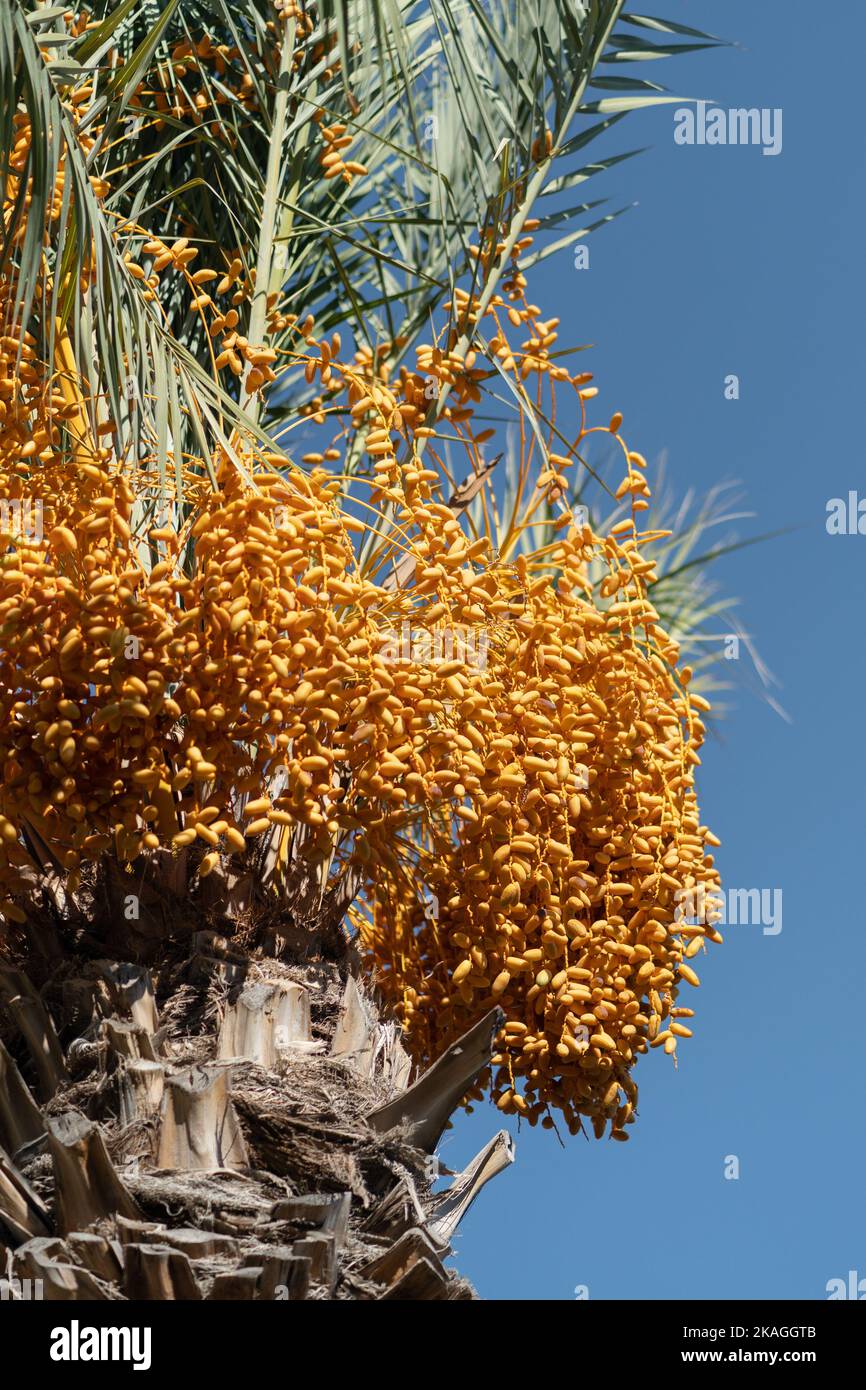 Dattelpalme gegen blauen Himmel am sonnigen Tag, Türkei. Unreife orangefarbene Datteln hängen am Baum. Stockfoto
