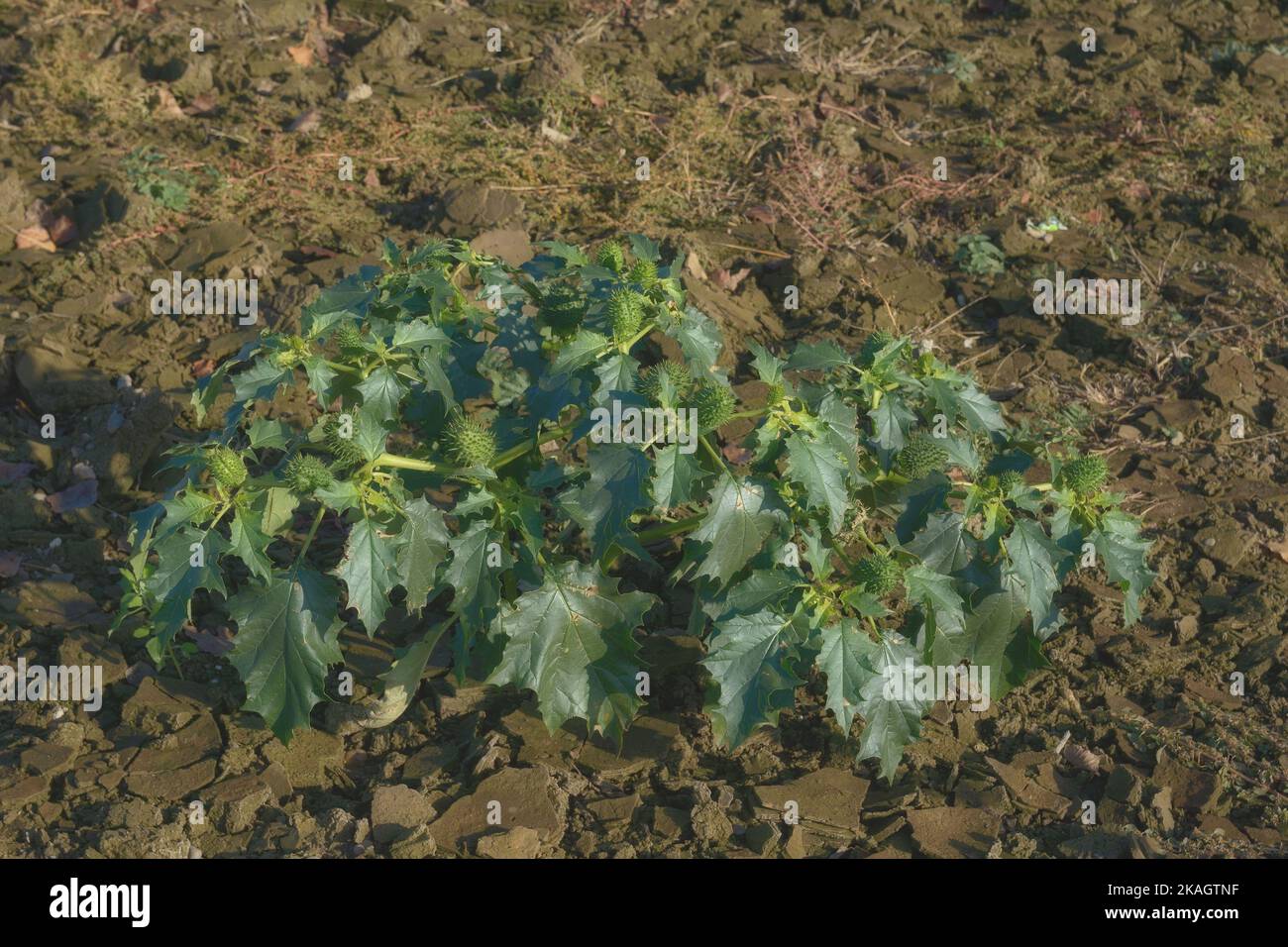 Dornapfel- oder Jimson-Unkraut (Datura stramonium), Rheinland, Deutschland Stockfoto