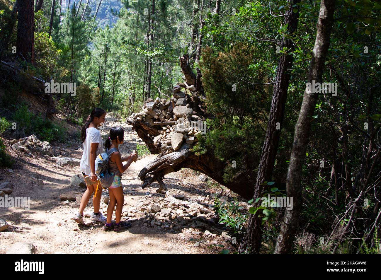 Bonifato Wald bei Calvi Korsika in der Balagne Stockfoto