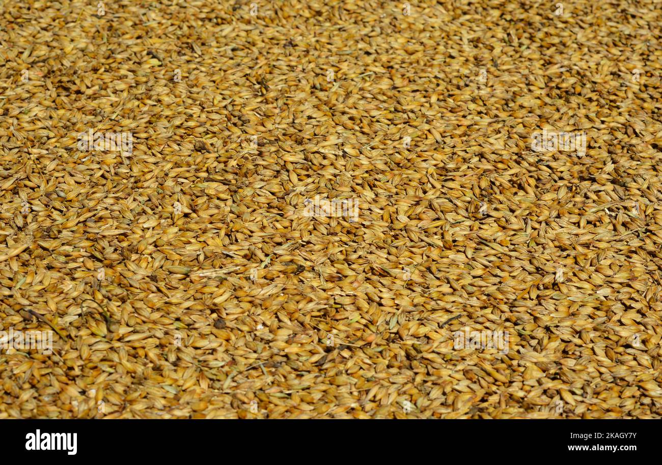 Gerstenkörner strukturierter Hintergrund. Die Gerste (Hordeum vulgare) ist ein wichtiges Getreide, das in gemäßigten Klimazonen weltweit angebaut wird Stockfoto
