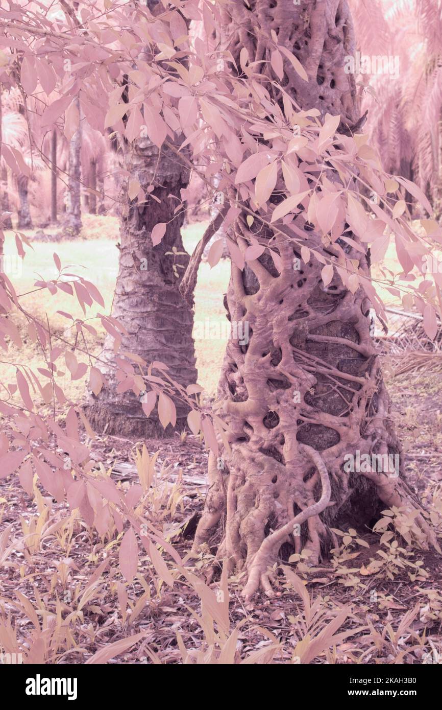 Infrarotbild einer schleichenden Ficus microcarpa-Wurzel um den Stamm der Ölpalme Stockfoto