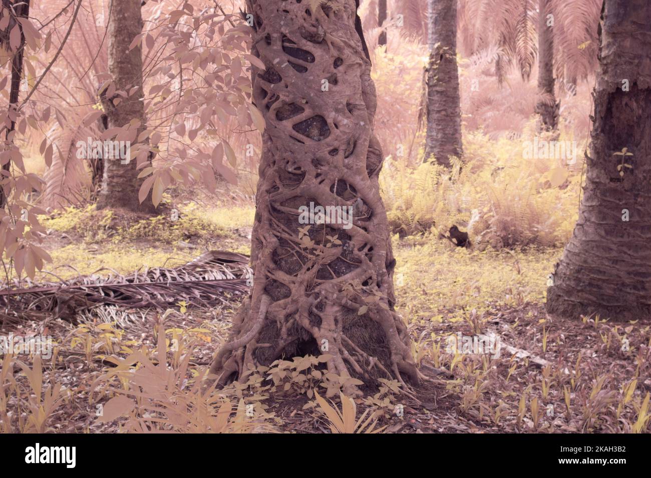 Infrarotbild einer schleichenden Ficus microcarpa-Wurzel um den Stamm der Ölpalme Stockfoto