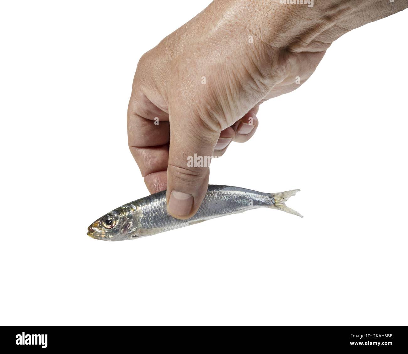 Eine handgehaltene Sardine auf transparentem Hintergrund Stockfoto