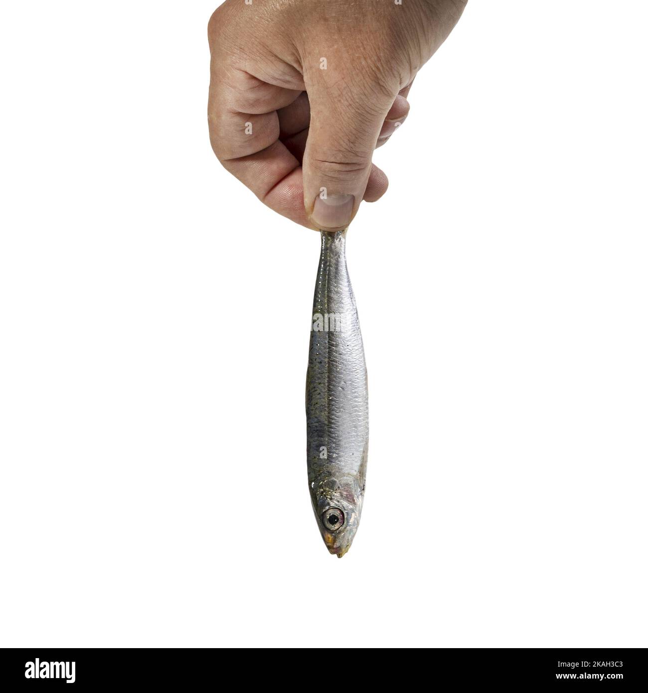 Eine handgehaltene Sardine auf transparentem Hintergrund Stockfoto