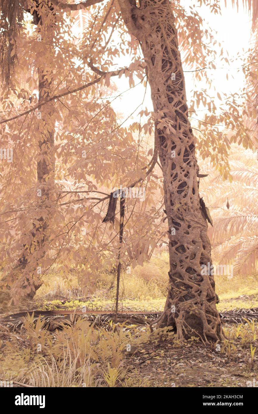 Infrarotbild einer schleichenden Ficus microcarpa-Wurzel um den Stamm der Ölpalme Stockfoto