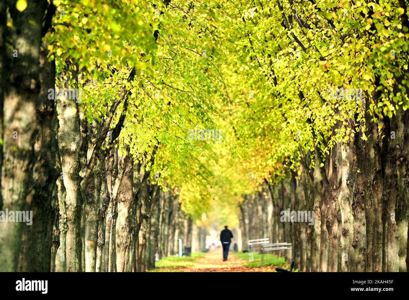 Allee von Linden mit hellgrünen und braunen Blättern in zentraler Perspektive mit einem Mann in der Ferne, selektiver Fokus Stockfoto
