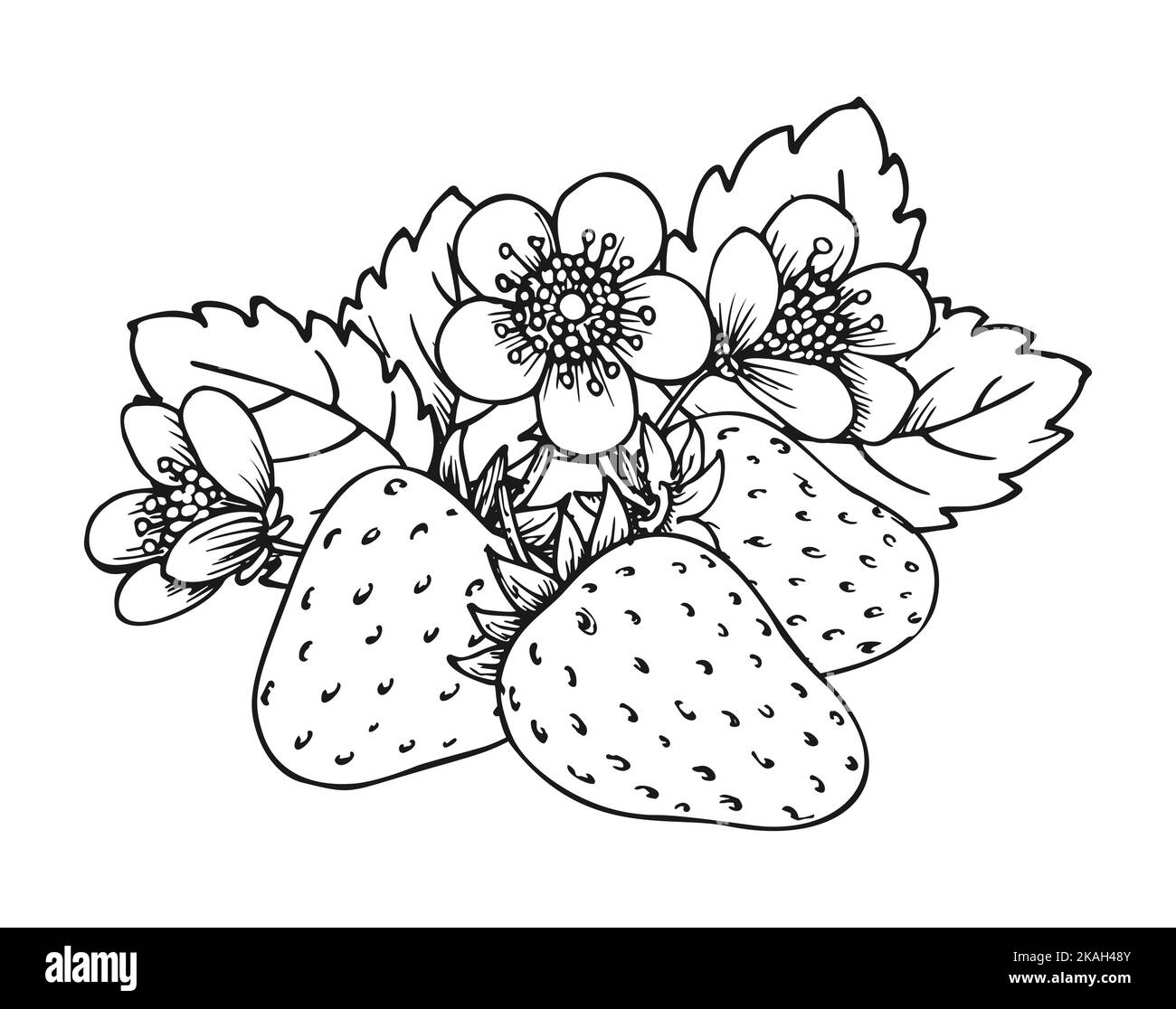 Erdbeerstrauß aus drei Beeren. Malbuch Seite. Ganze reife Waldbeere mit Blättern und Blütenblumen. Leckere süße frische Früchte. Saftige Erdbeeren handgezeichnete Clip Art schwarz weiß Skizze Stock Vektor