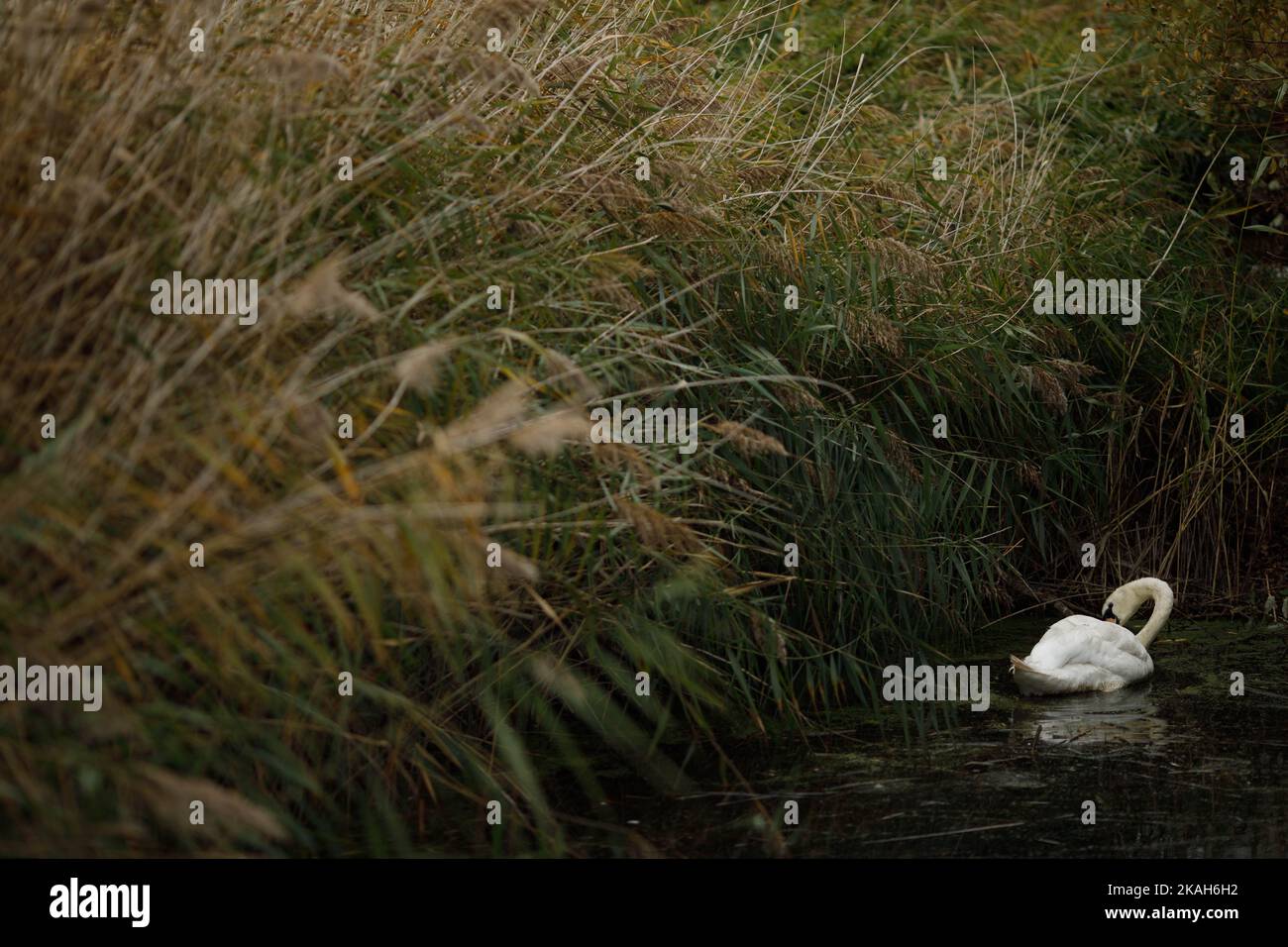 London, Großbritannien. 31. Oktober 2022. Dieses Foto vom 31. Oktober 2022 zeigt eine Ansicht des London Wetland Centre in London, Großbritannien. Quelle: Tim Ireland/Xinhua/Alamy Live News Stockfoto