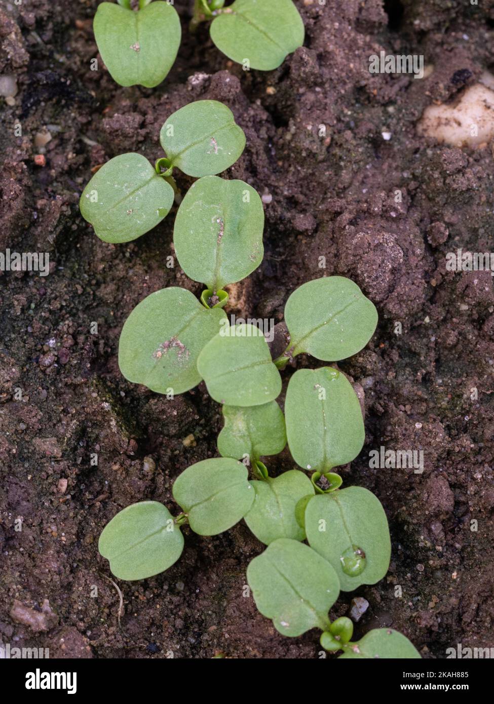 Eine Nahaufnahme einer neu gekeimten Reihe von Maissalat-Sämlingen mit den ersten echten Blättern, die zwischen den Cotyledons erscheinen Stockfoto