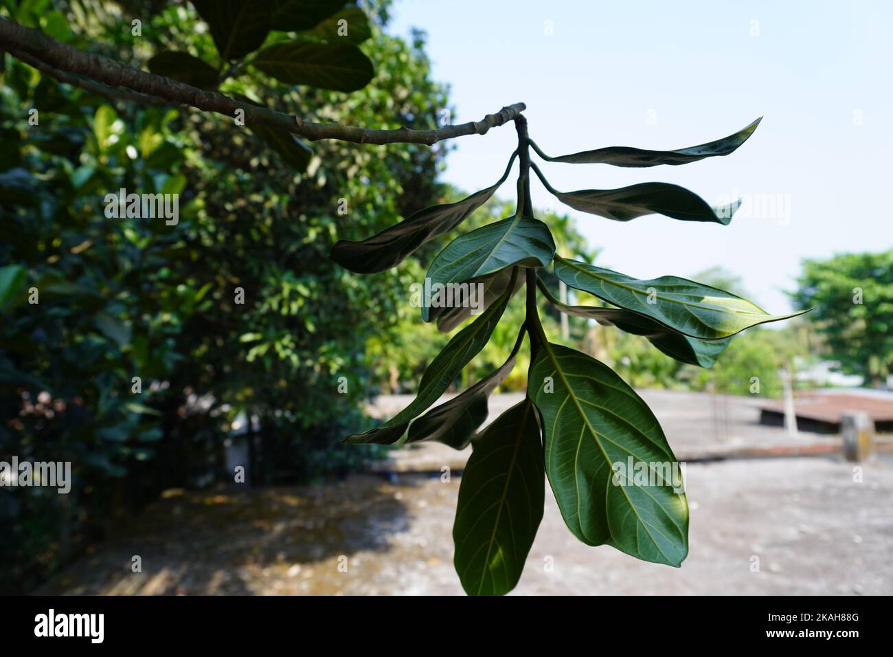 Frische Mango Grüne Blätter isoliert auf natürlichem Hintergrund Stockfoto