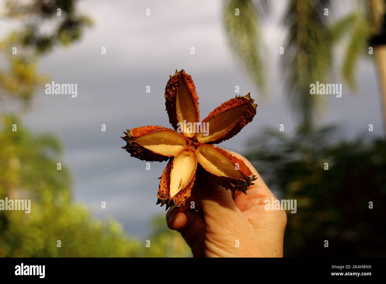 Hand haltenden Krähen Esche Flindersia Australis Samenschote Stockfoto