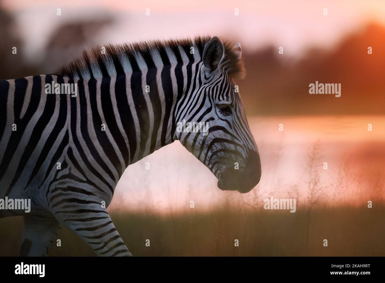 Porträt eines Zebras. Nahaufnahme, Seitenaufnahme des Zebras gegen das Leuchten der aufgehenden Sonne und goldfarbener Fluss im Hintergrund. Stockfoto