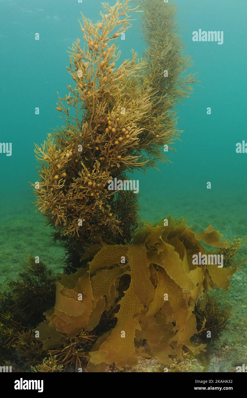 Braune Algen mit winzigen Pneumatocysten, die vom flachen Meeresboden bis an die Oberfläche im seichten Wasser reichen. Ort: Leigh Neuseeland Stockfoto