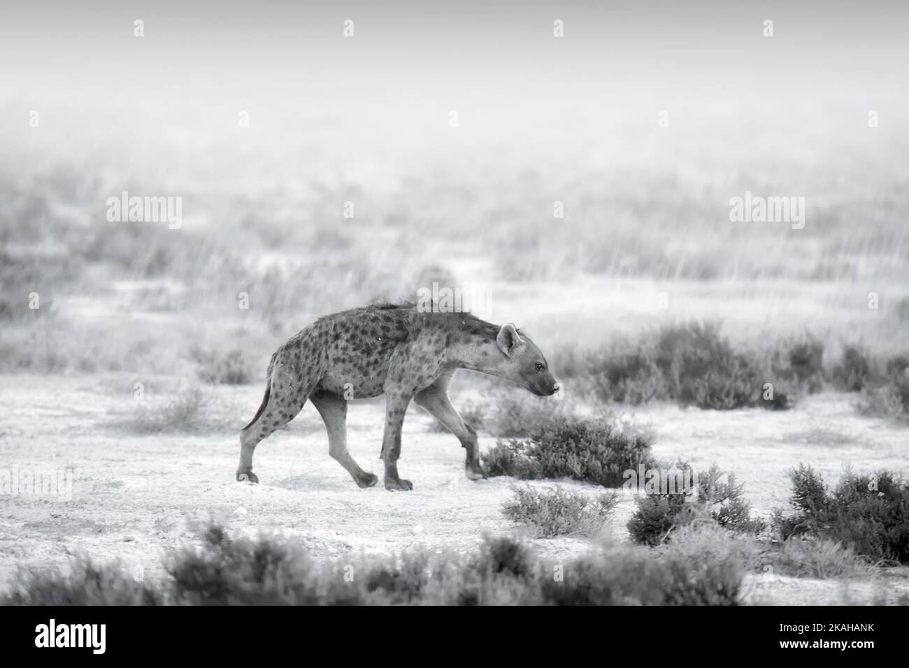 Gepunktete Hyena, Crocuta crocuta in Bewegung. Schwarz-weiß, künstlerisch verarbeitet, trockene Halbwüstenumgebung. Tiere von Kalahari, Botswana Safari. Stockfoto