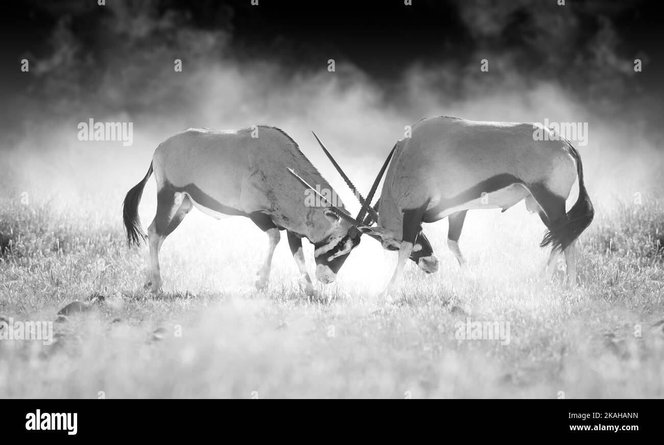 Harter Kampf zwischen zwei männlichen Oryx-Antilopen. Schwarz-Weiß, kunstvoll verarbeitet, Staub und dunkler Hintergrund. Tiere von Kalahari, Botswana Safari. Stockfoto