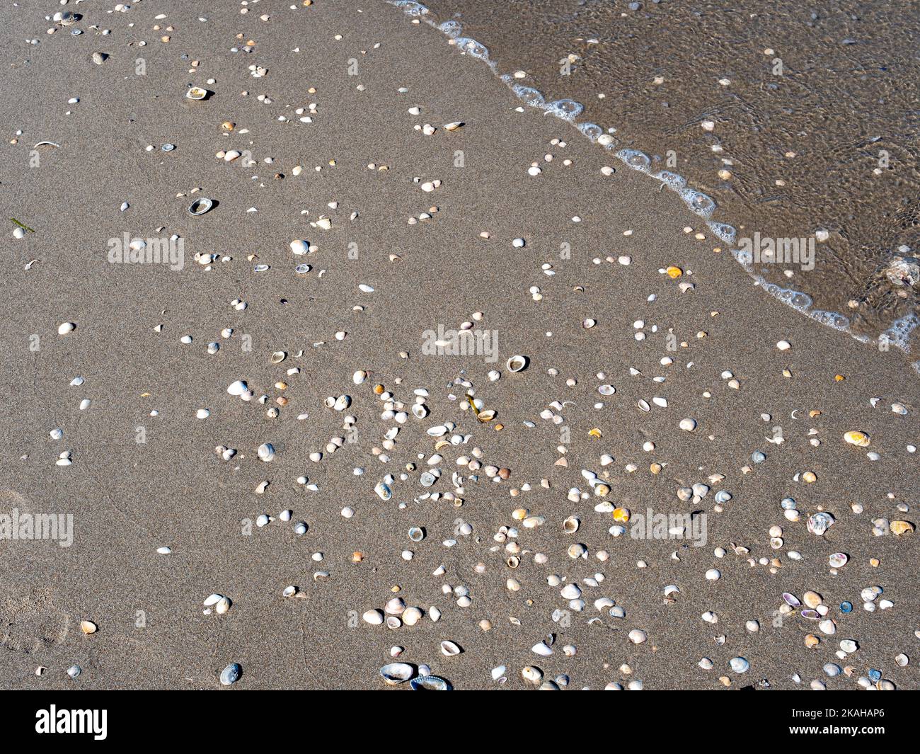 Muscheln liegen an einem Sandstrand Stockfoto