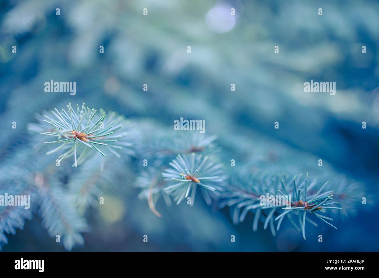 Nahaufnahme der blauen Fichte. Flacher Fokus, Hintergrund- und Vordergrundunschärfe. Tannenbaum-Brunch aus nächster Nähe. Kiefernbaum. Tannenbäume in der Natur. Stockfoto