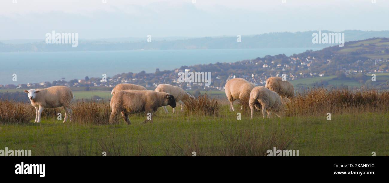 Farm Land Wälder und Kirchen Stockfoto