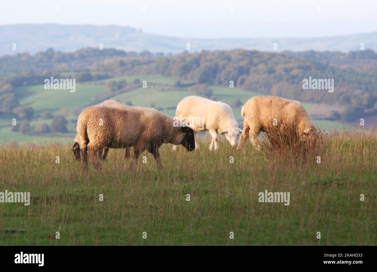 Farm Land Wälder und Kirchen Stockfoto