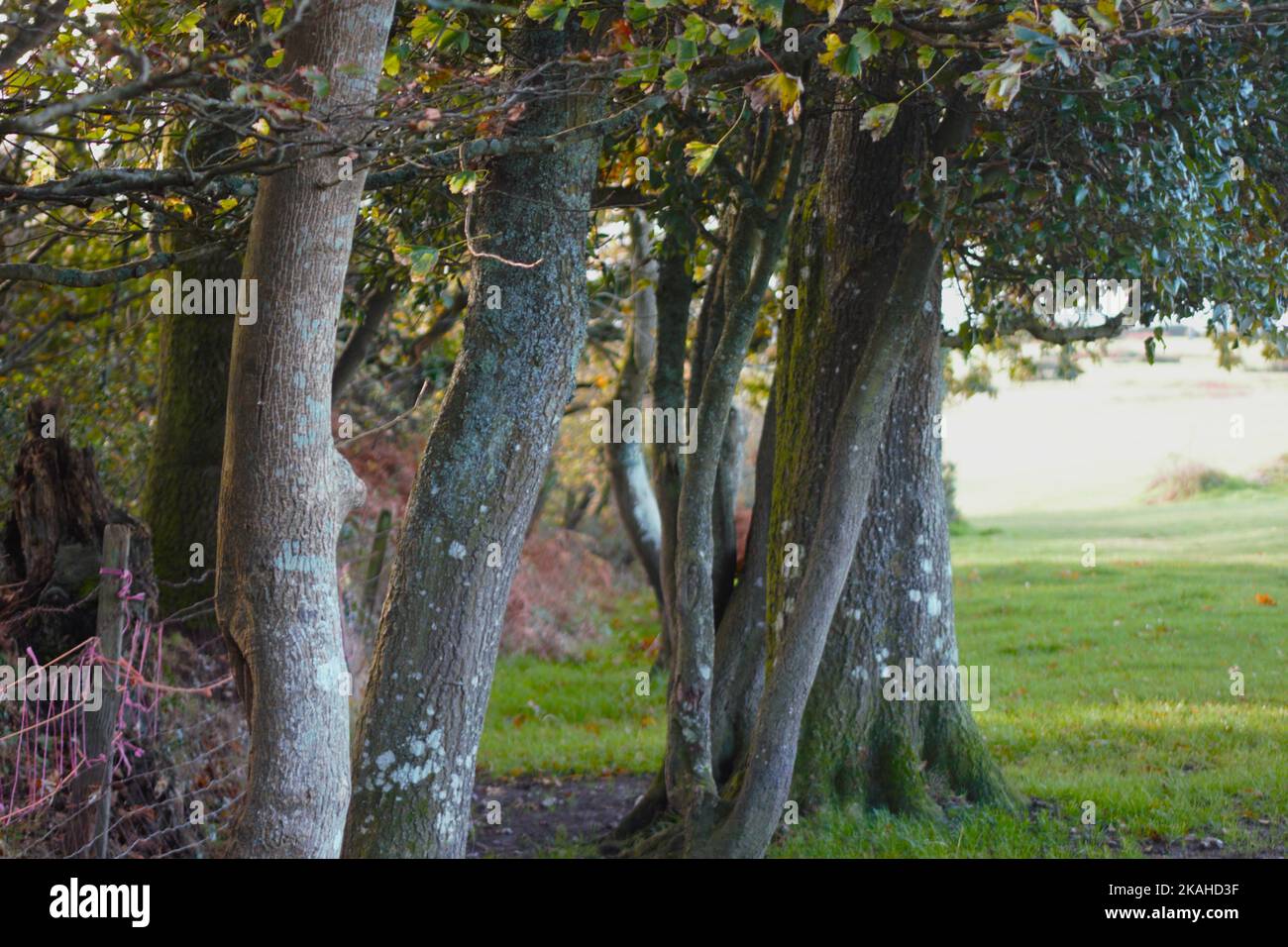 Farm Land Wälder und Kirchen Stockfoto