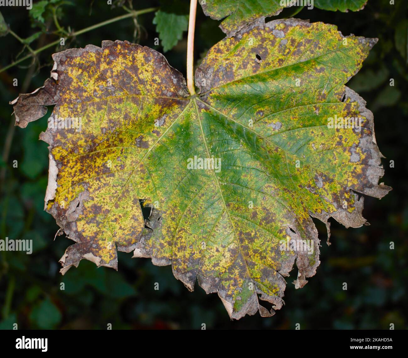 Farm Land Wälder und Kirchen Stockfoto