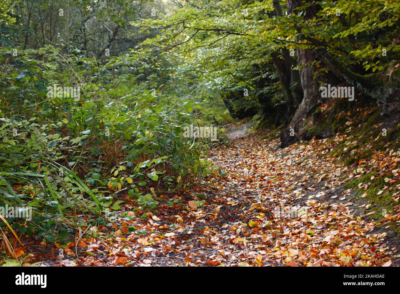 Farm Land Wälder und Kirchen Stockfoto