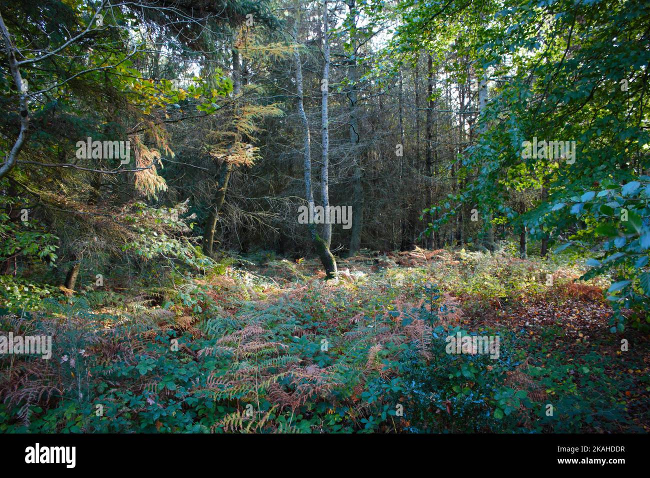 Farm Land Wälder und Kirchen Stockfoto
