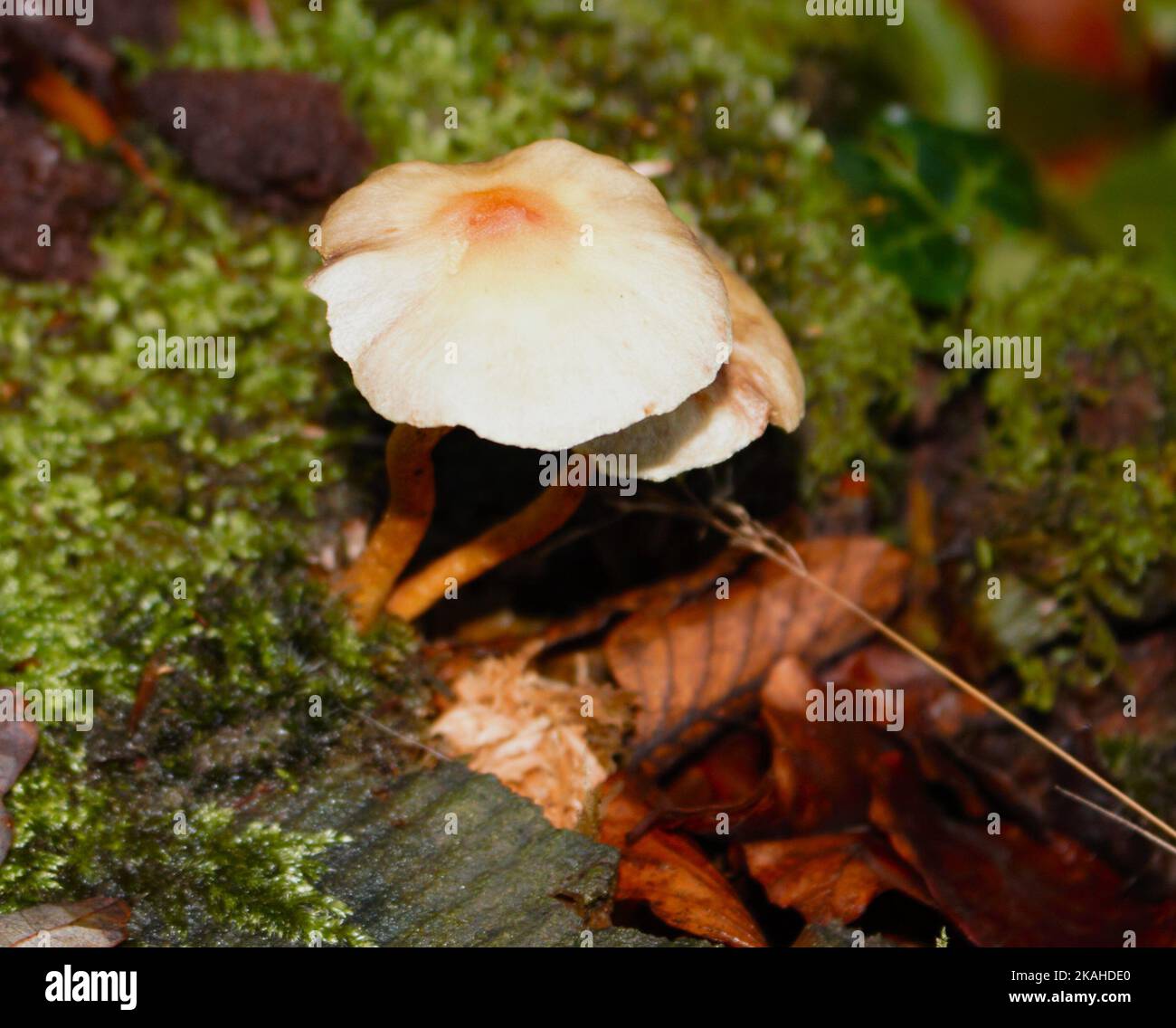 Farm Land Wälder und Kirchen Stockfoto
