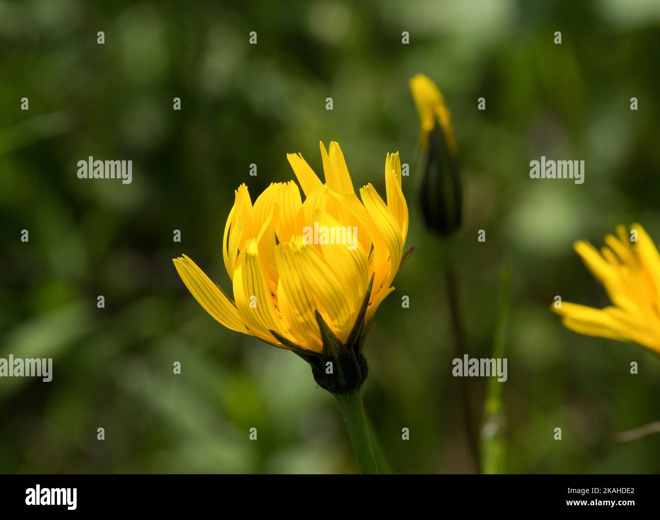 Nahaufnahme von schönen gelben Blumen auf einer Wiese in den Schweizer Alpen. Stockfoto