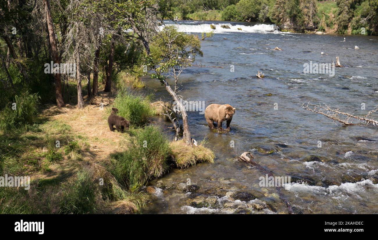 Eine Bärenmutter sucht im Fluss nach Lachs, während zwei ihrer Jungen am Flussufer bei Brooks Falls, Alaska, warten. Stockfoto