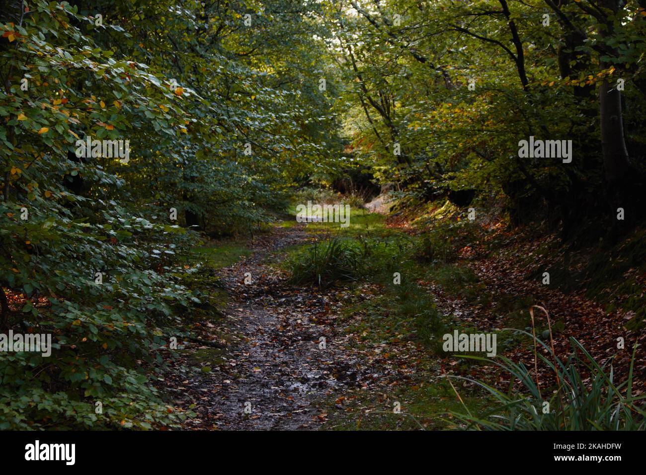 Farm Land Wälder und Kirchen Stockfoto
