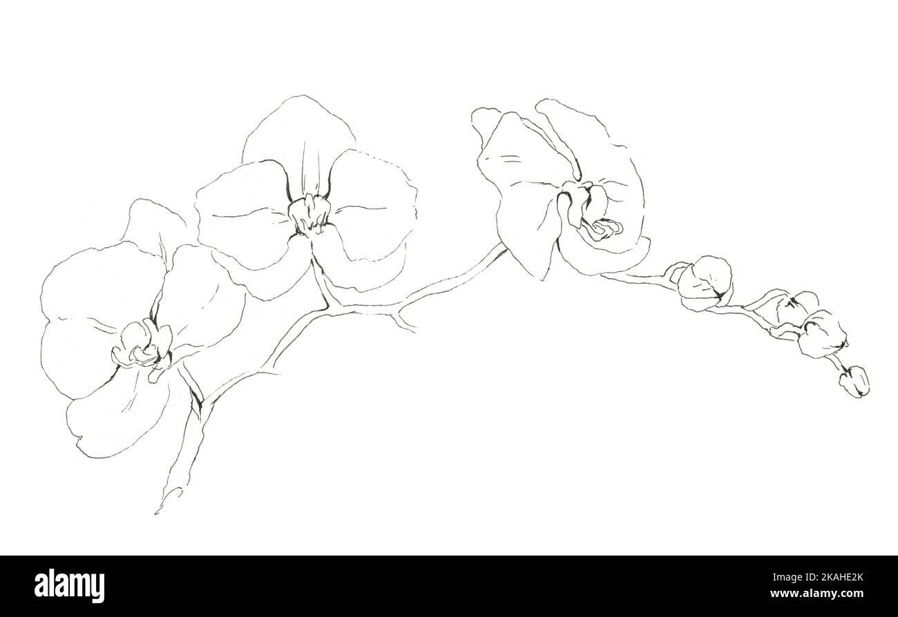 Zweig der Orchideen. Handgezeichnete Tusche Linienkunst-Illustration. Isoliert auf weißem Hintergrund. Stockfoto