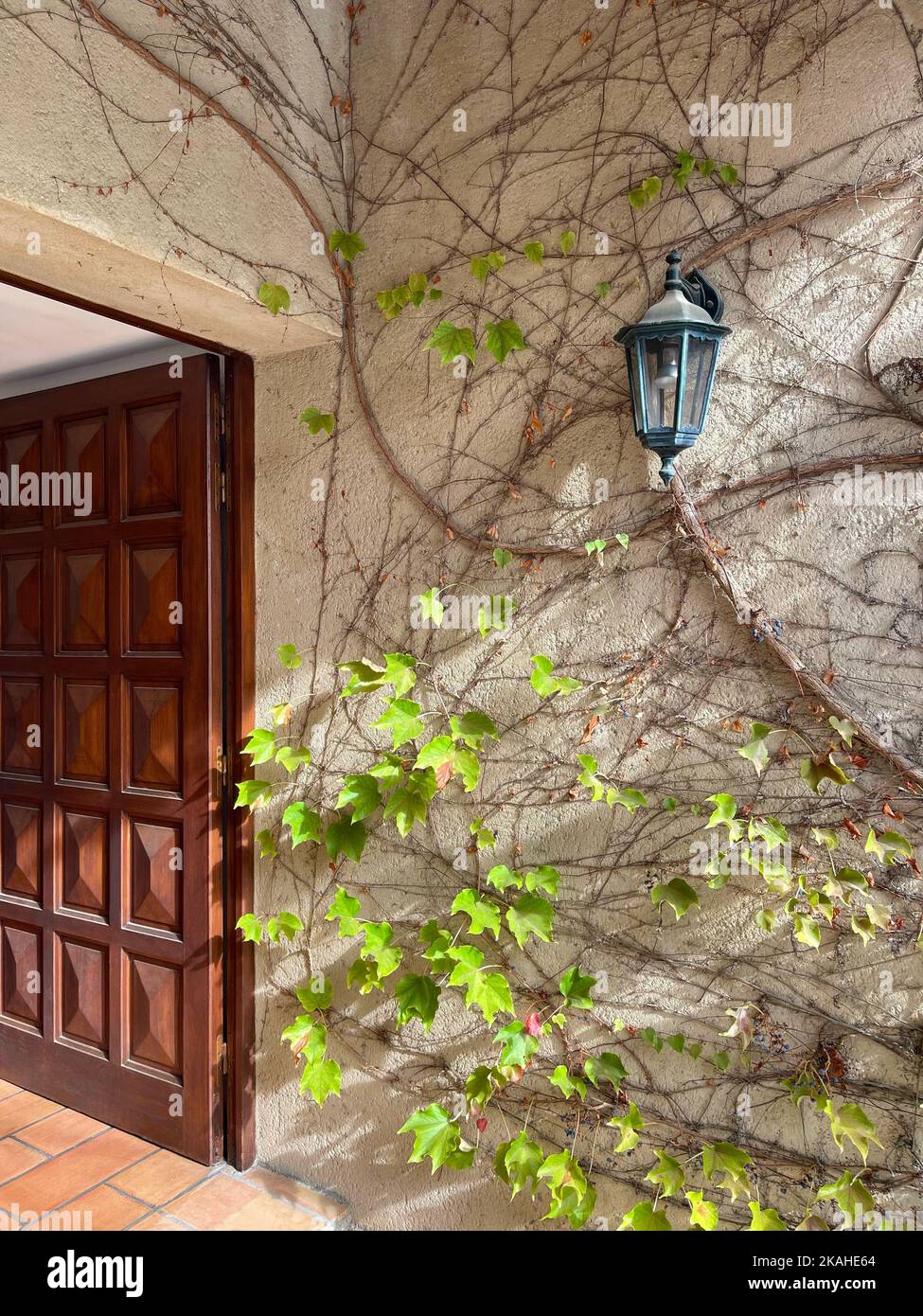 Nahaufnahme einer Lampe und einer Weinrebe, die an einer Wand an einer offenen Haustür wachsen, Maussane-les-Alpilles, Bouches-du-Rhone, Provence-Alpes-Cote-d'Azur, Frankreich Stockfoto