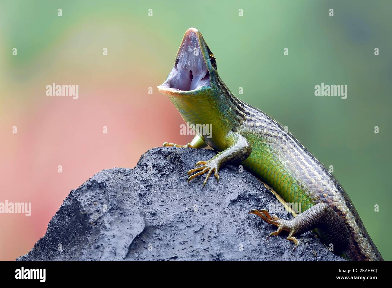 Nahaufnahme eines Olivenbaums auf einem Felsen, Indonesien Stockfoto