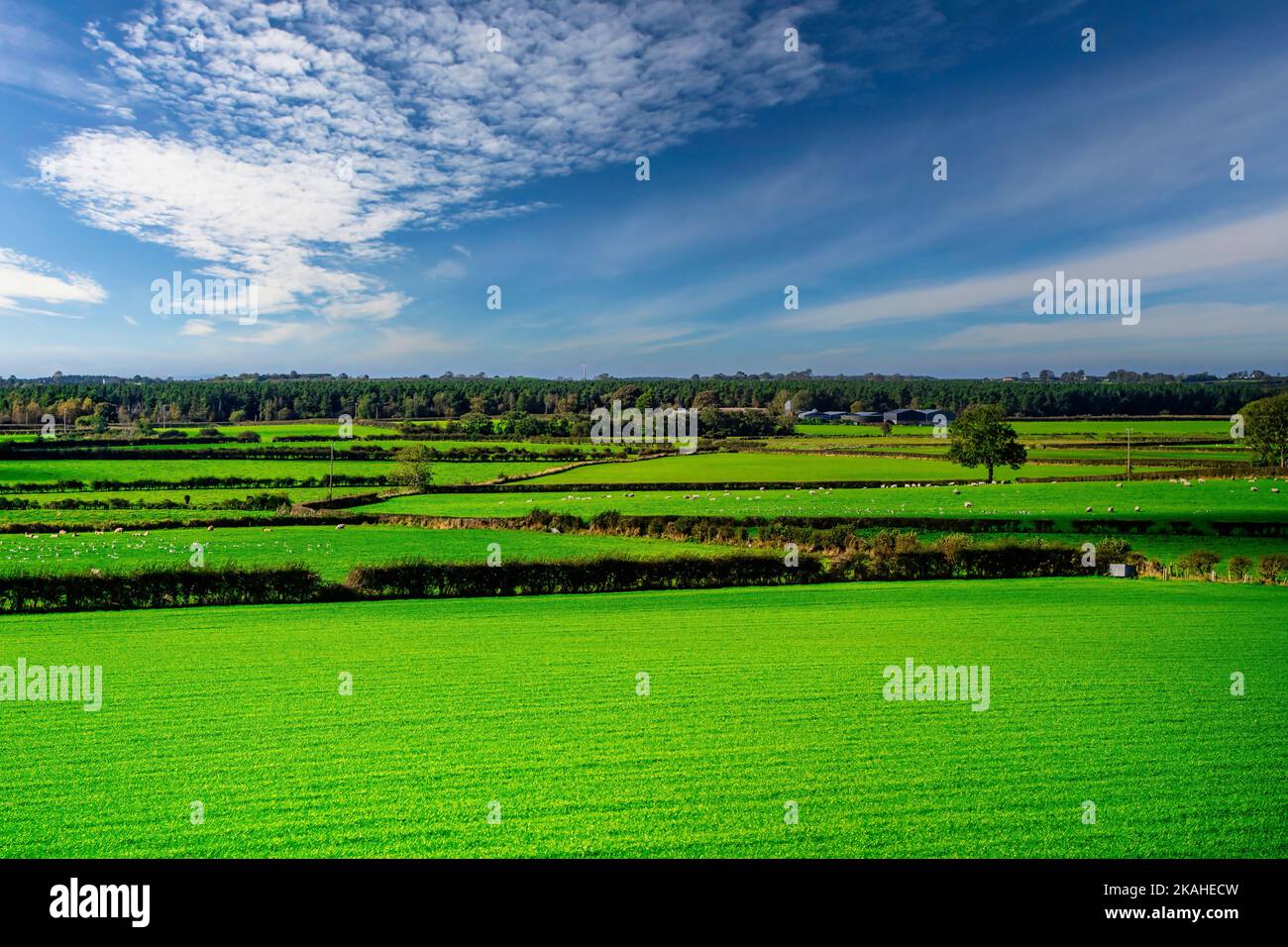 Üppiges Ackerland mit Feldern und Hecken, Nordirland, Großbritannien Stockfoto