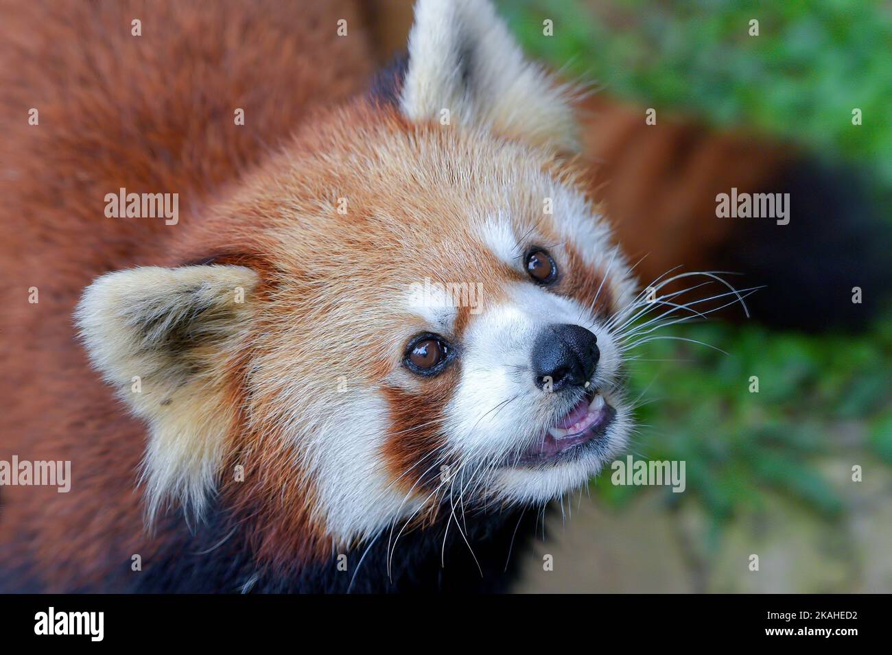 Nahaufnahme eines roten Pandas, Indonesien Stockfoto