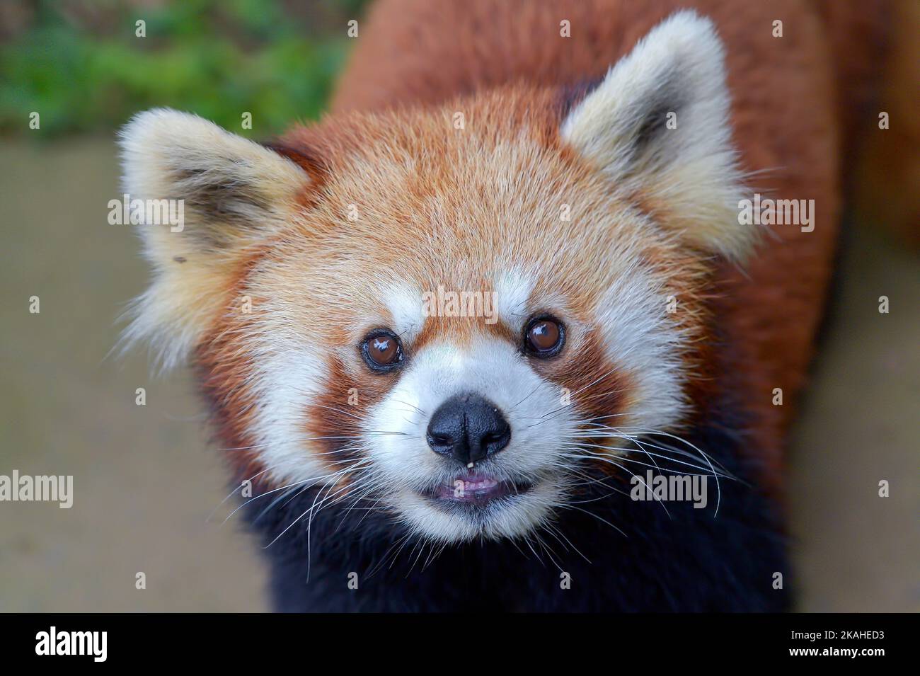 Nahaufnahme eines roten Pandas, Indonesien Stockfoto