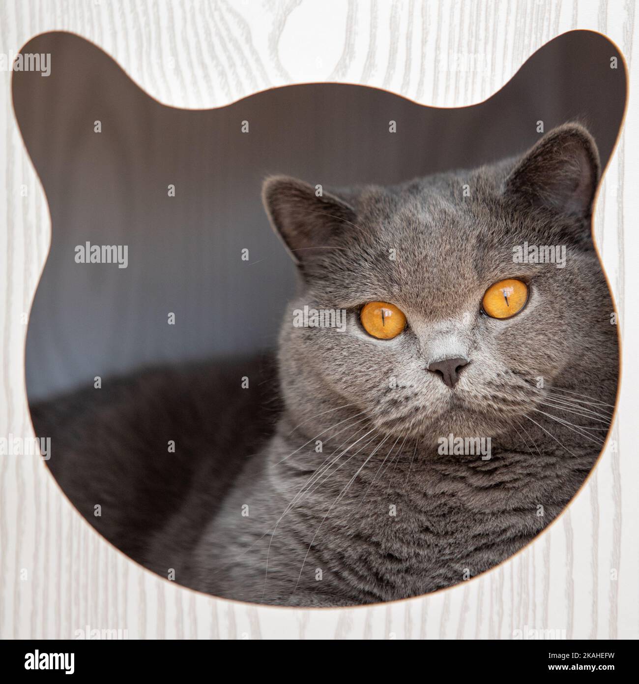 Nahaufnahme einer grauen britischen Kurzhaarkatze, die in einem Katzenbett mit Kapuze liegt und durch eine gesichtsförmige Öffnung einer Katze blickt Stockfoto