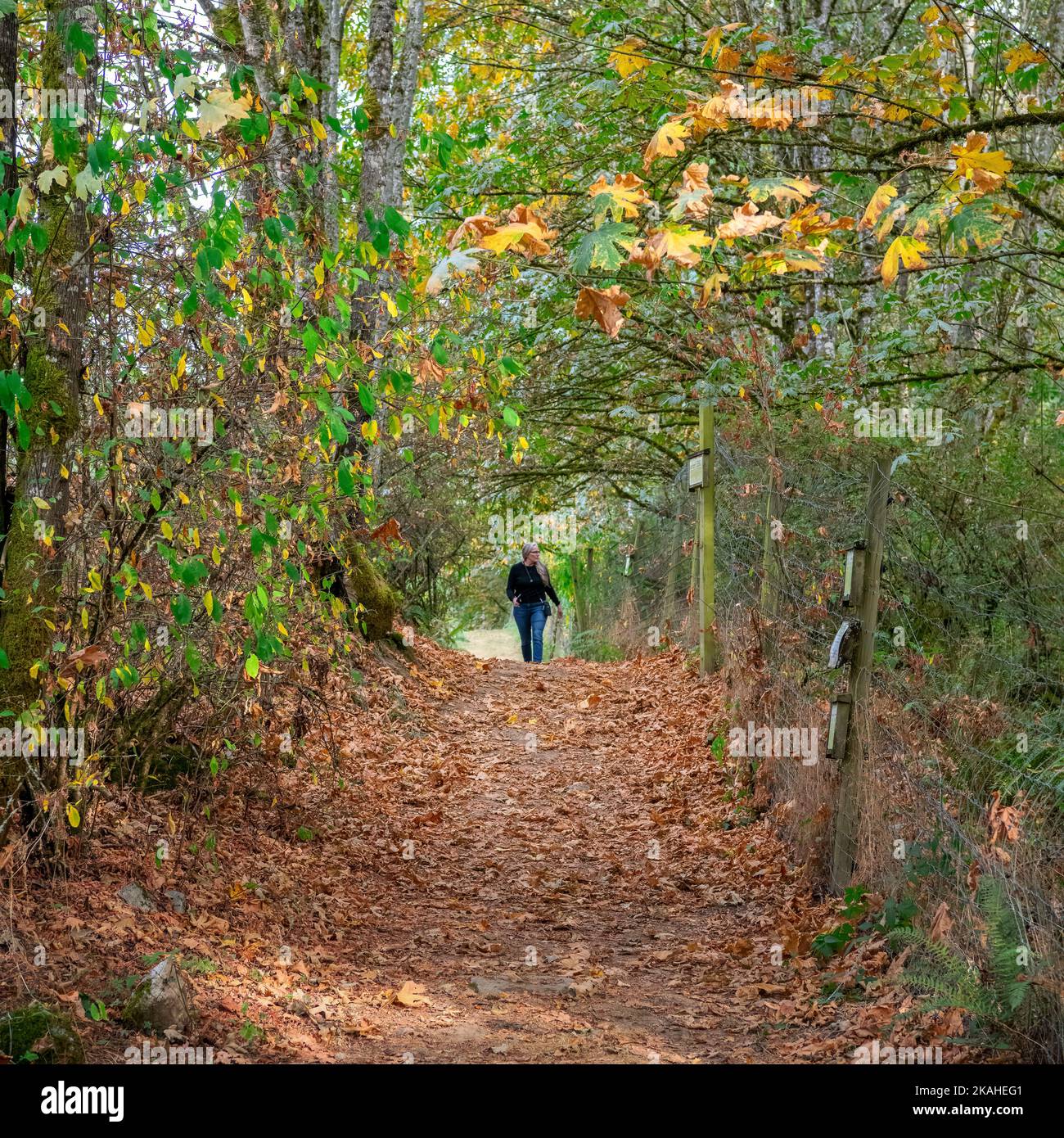 Fernansicht einer Frau, die im Herbst auf einem Landweg entlang geht, British Columbia, Kanada Stockfoto