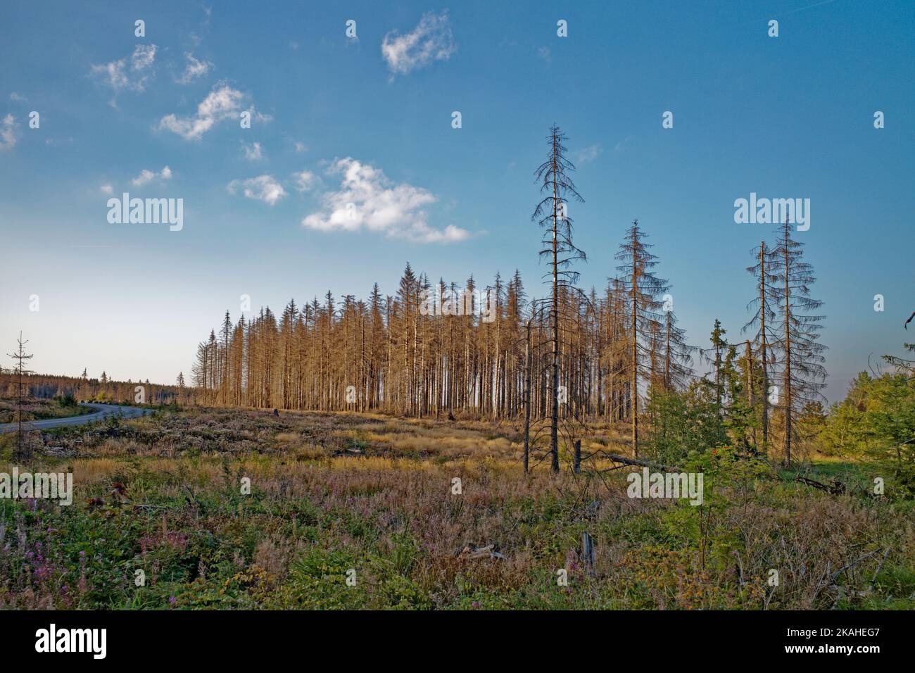 Tote Bäume im Nationalpark Harz, Niedersachsen, Deutschland Stockfoto